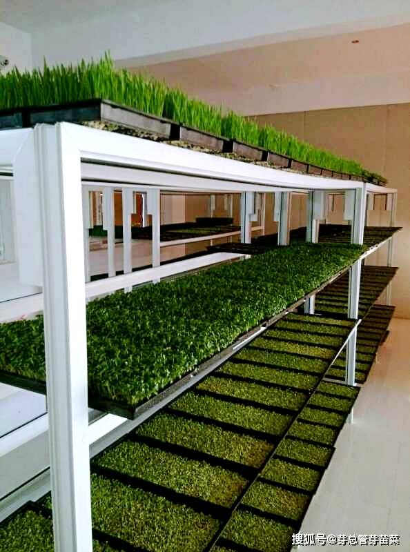 种植芽苗菜前景如何有风险吗