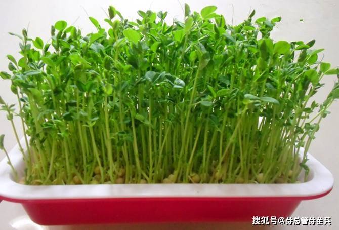 种植芽苗菜前景如何有风险吗