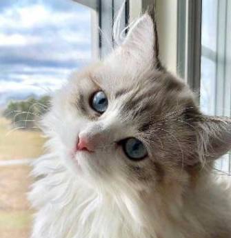 猫界有几种猫<strong></p>
<p>建行贵金属有几种</strong>，“白送”都不要，你养过几种？