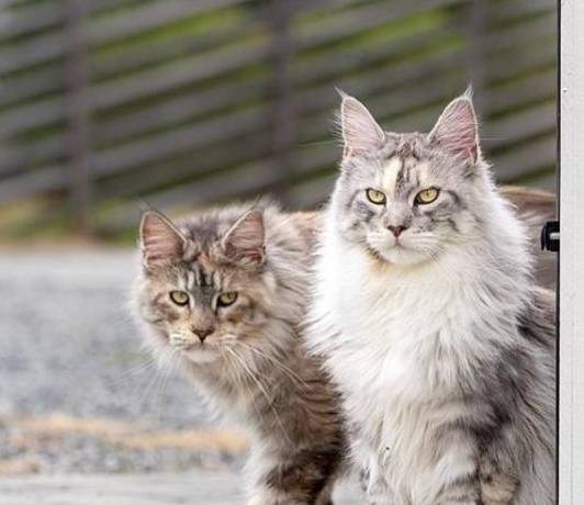 猫界有几种猫<strong></p>
<p>建行贵金属有几种</strong>，“白送”都不要，你养过几种？