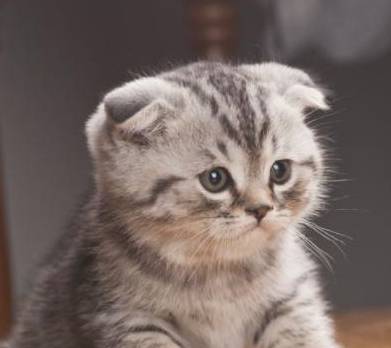 猫界有几种猫<strong></p>
<p>建行贵金属有几种</strong>，“白送”都不要，你养过几种？
