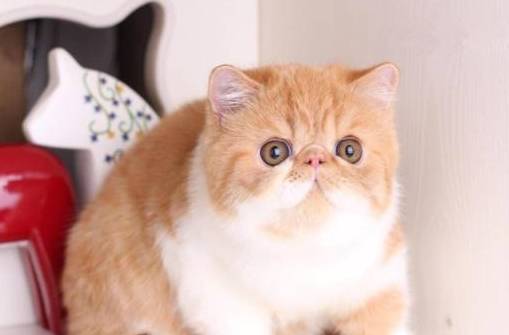 猫界有几种猫<strong></p>
<p>建行贵金属有几种</strong>，“白送”都不要，你养过几种？