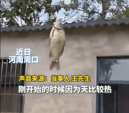 男子在家操控无人机钓鱼<strong></p>
<p>贵金属检测师等级</strong>，当天就钓上十几条，当事人：不要轻易尝试，已被鱼拉下水十几个无人机