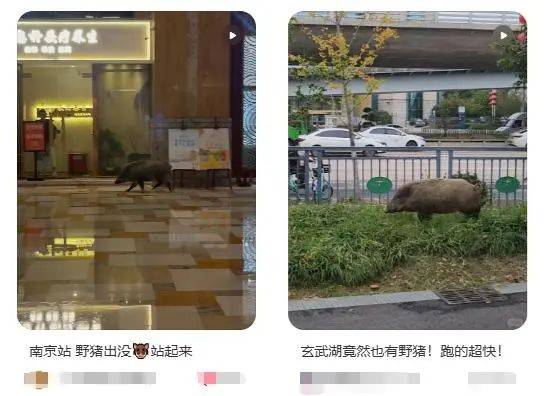 列车撞上野猪<strong></p>
<p>金日贵金属价格</strong>，机械师查看时被撞身亡，更多细节公布...