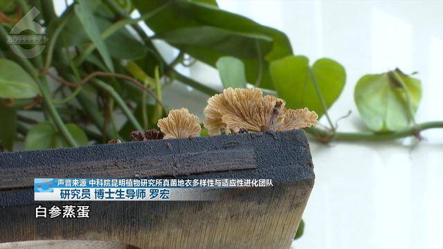 “可以蒸蛋”！昆明一女子家中搓衣板上长菌<strong></p>
<p>江西启元贵金属</strong>，品种竟是……