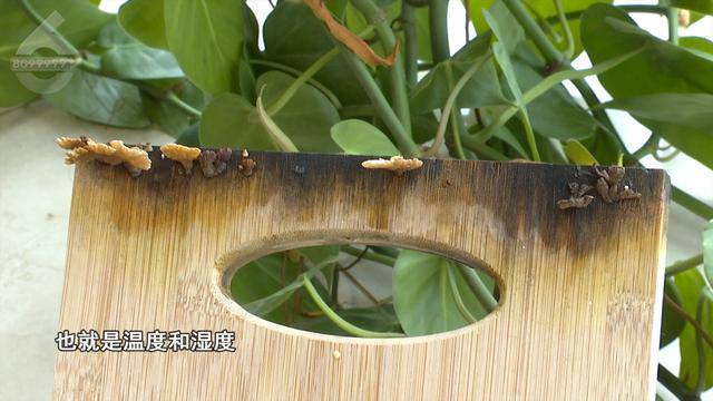 “可以蒸蛋”！昆明一女子家中搓衣板上长菌<strong></p>
<p>江西启元贵金属</strong>，品种竟是……