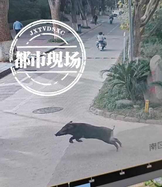 江西一高校惊现野猪<strong></p>
<p>btc地址</strong>，最后在食堂被成功抓获