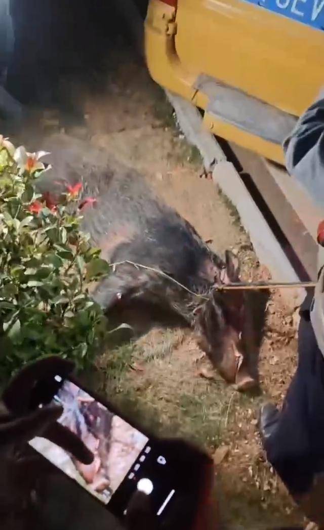 江西一高校惊现野猪<strong></p>
<p>btc地址</strong>，最后在食堂被成功抓获
