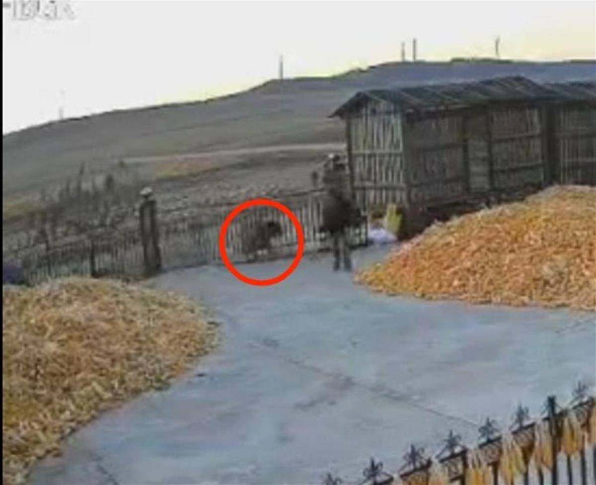 黑龙江一地疑出现老虎进村顶撞农户院门<strong></p>
<p>btc走势</strong>，村民关门躲家中，多部门到场处置