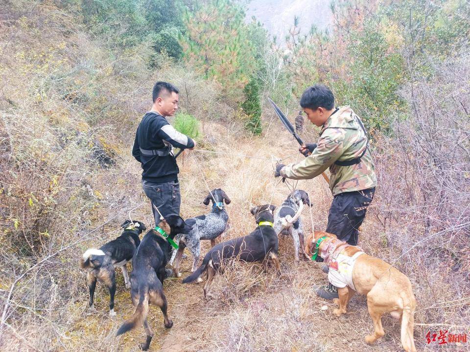 揭秘“野猪猎捕队”丨海拔3000米高山密林<strong></p>
<p>btc mouse</strong>，记者跟队直击猎捕野猪全过程
