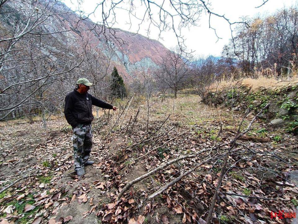 揭秘“野猪猎捕队”丨海拔3000米高山密林<strong></p>
<p>btc mouse</strong>，记者跟队直击猎捕野猪全过程