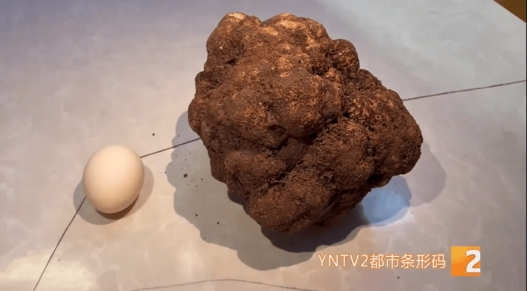 昆明一村民挖到1.7公斤超大松露<strong></p>
<p>btc mouse</strong>！“看都看不够”