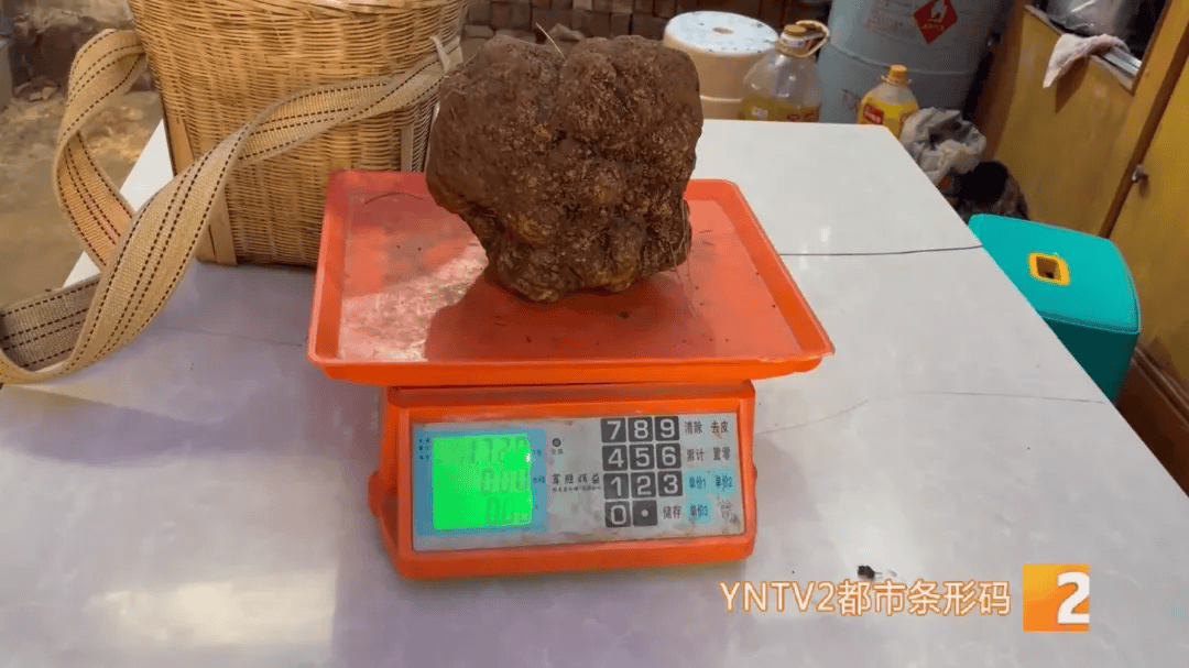昆明一村民挖到1.7公斤超大松露<strong></p>
<p>btc mouse</strong>！“看都看不够”