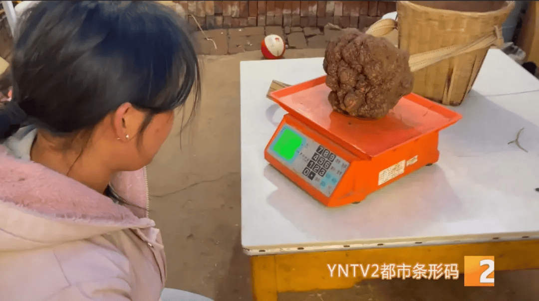 昆明一村民挖到1.7公斤超大松露<strong></p>
<p>btc mouse</strong>！“看都看不够”