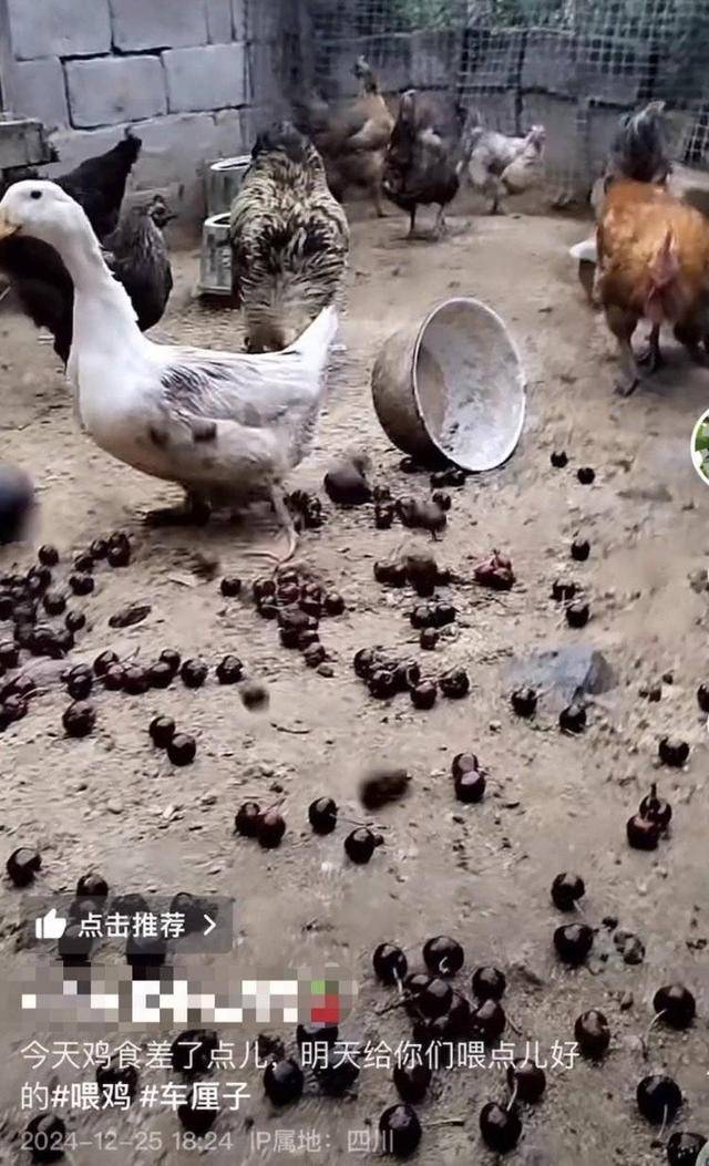 车厘子喂鸡惹争议 四川汉源果农回应：旧视频<strong></p>
<p>btc实时</strong>，喂鸡的是“次果”