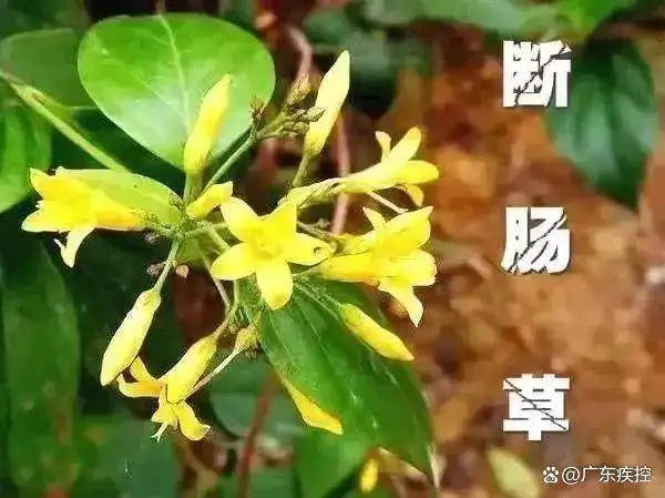 广东一老人买药材煲汤中毒身亡 当地：店铺误售断肠草<strong></p>
<p>btc论坛</strong>，老板被拘留