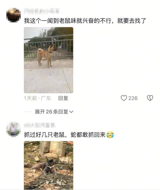 老鼠掉进泳池<strong></p>
<p>泰达币交易</strong>，广东大叔出动鸡猫狗团队，结果全被老鼠吓跑！网友坐不住纷纷晒战绩