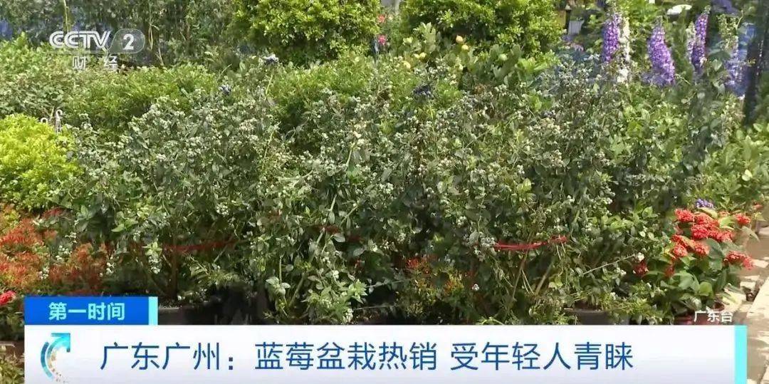大降价<strong></p>
<p>泰达币提款地址</strong>！从100多元一斤到9.9元一盒
