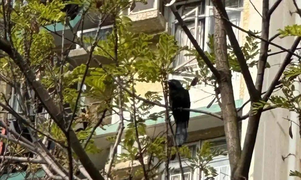 “周末想睡个懒觉都不行”<strong></p>
<p>usdt是什么币</strong>，有多少深圳人被这种鸟吵到神经衰弱