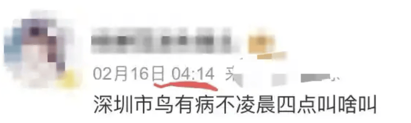 “周末想睡个懒觉都不行”<strong></p>
<p>usdt是什么币</strong>，有多少深圳人被这种鸟吵到神经衰弱