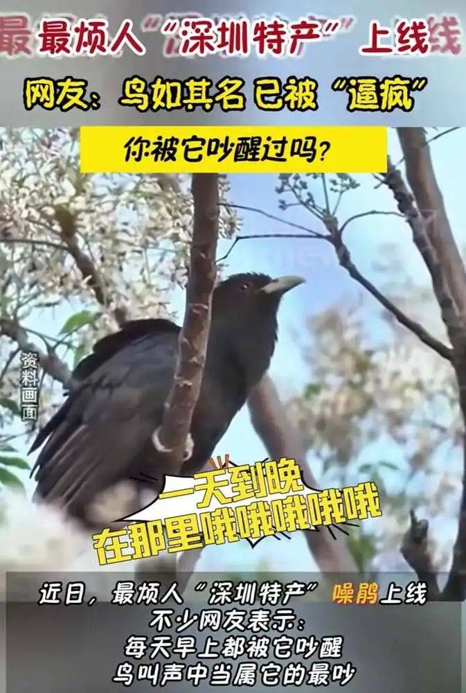 “周末想睡个懒觉都不行”<strong></p>
<p>usdt是什么币</strong>，有多少深圳人被这种鸟吵到神经衰弱