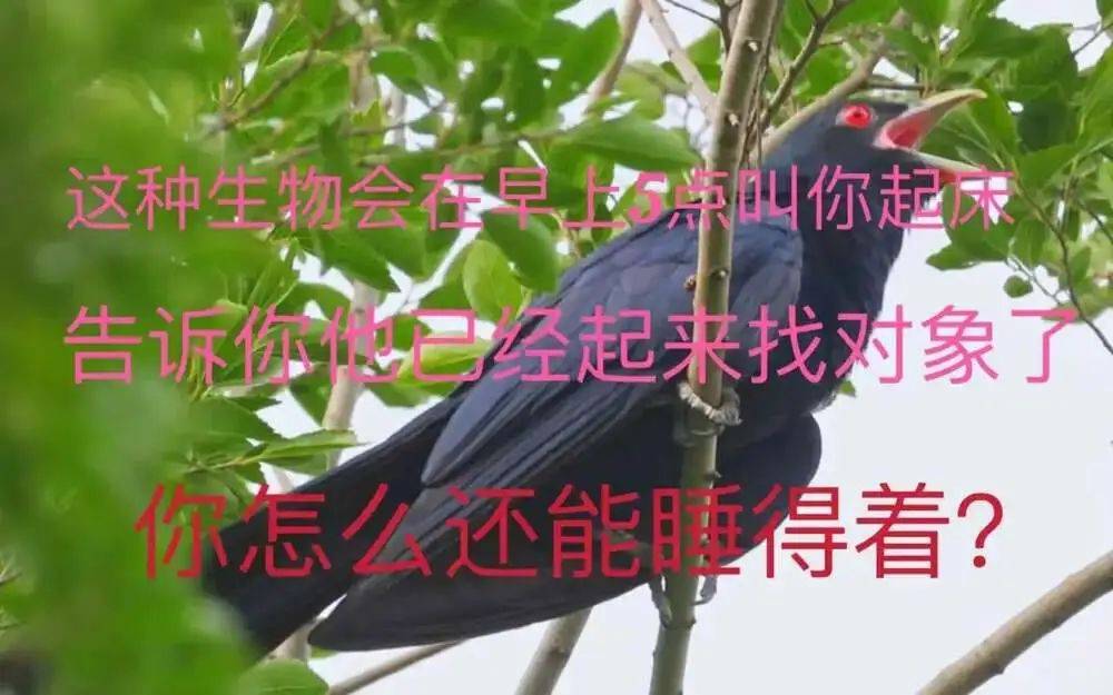 “周末想睡个懒觉都不行”<strong></p>
<p>usdt是什么币</strong>，有多少深圳人被这种鸟吵到神经衰弱