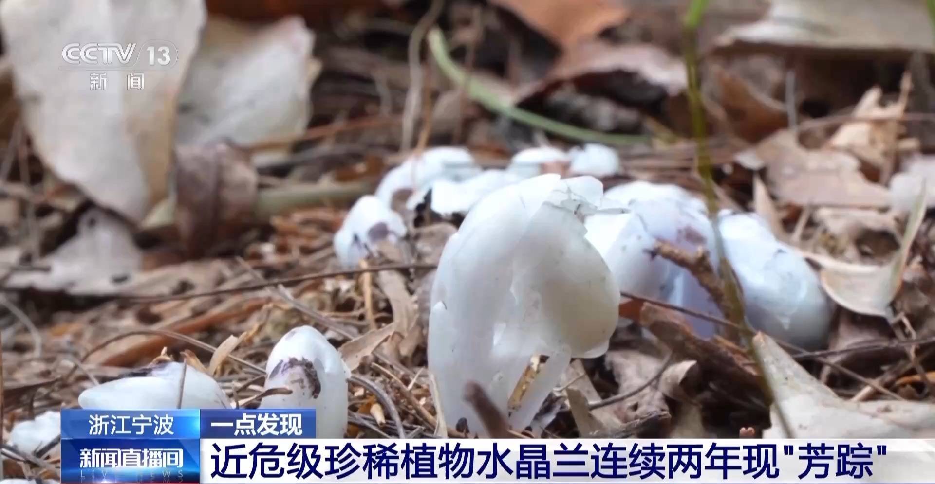 连续两年现身<strong></p>
<p>usdt地址</strong>！宁波大堰镇再现近危级珍稀植物水晶兰