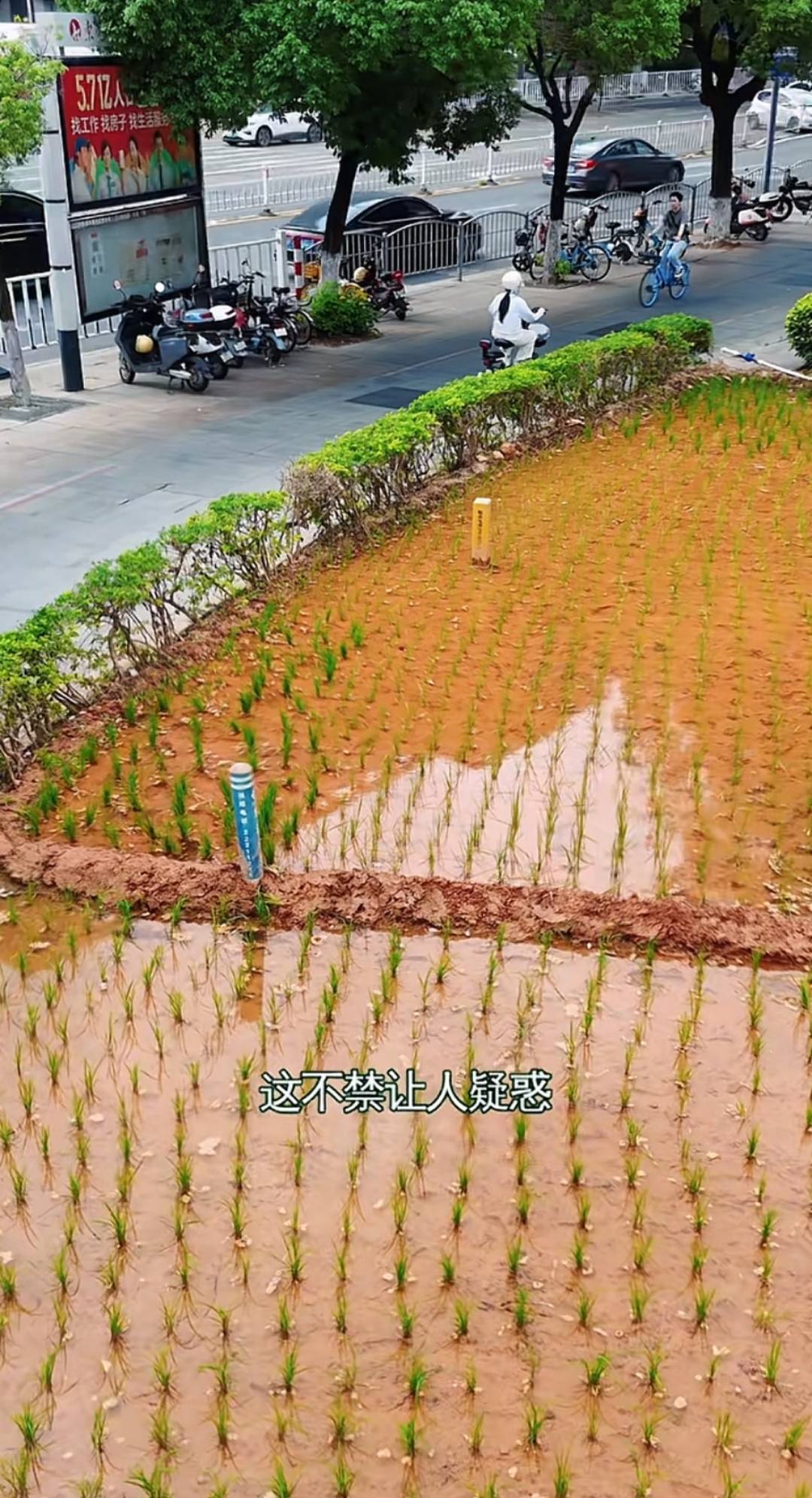 谁种的？东莞闹市区绿化带惊现水稻<strong></p>
<p>usdt地址</strong>，网友化身福尔摩斯来探案，家居广场：商户提的建议