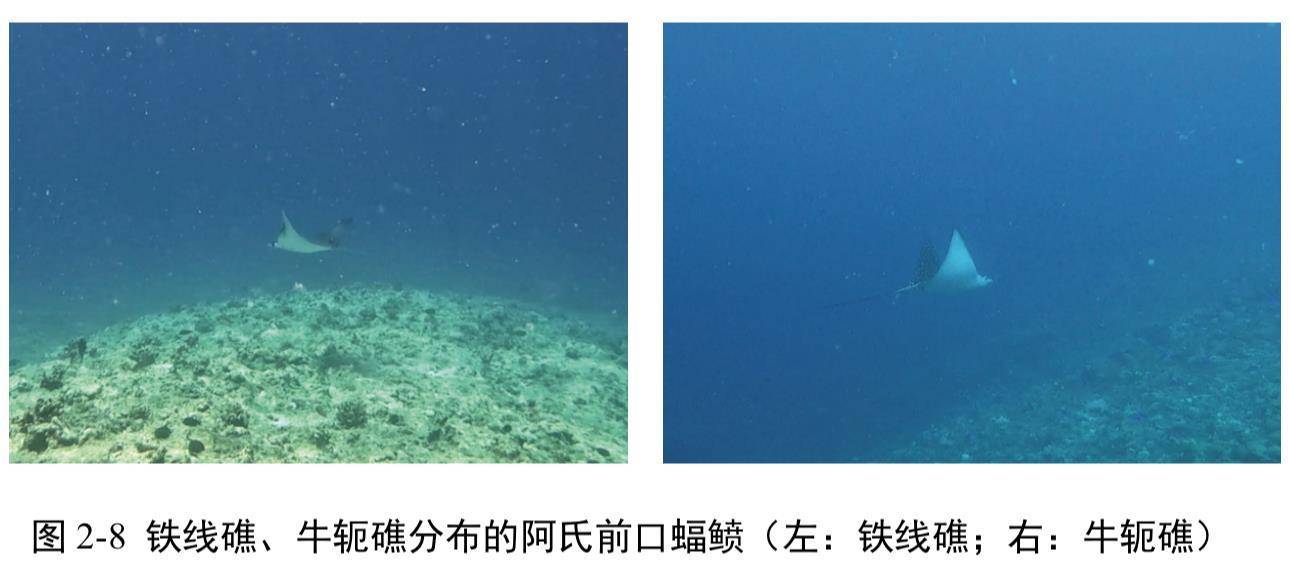 <strong></p>
<p>usdt官网</strong>我国首次发布铁线礁、牛轭礁珊瑚礁“体检”报告 菲炮制言论毫无科学和事实依据