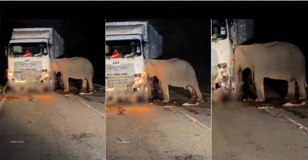 5岁小象凌晨被撞身亡<strong></p>
<p>usdt溢价</strong>，母象悲愤交加头抵卡车7小时守到天亮！