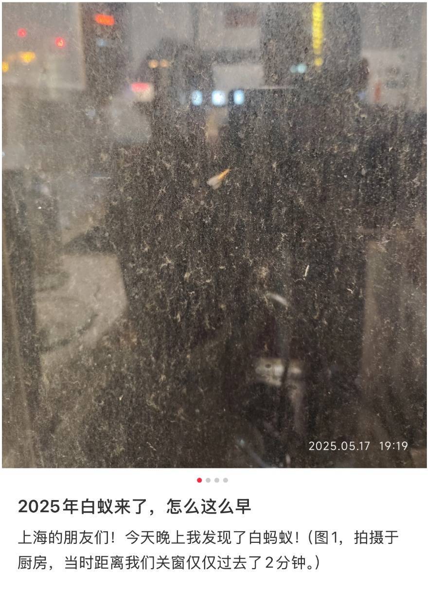 紧急提醒：瞬间爆发！上海市民崩溃：密密麻麻<strong></p>
<p>usdt通道</strong>，蠕蠕爬行...“梧桐区”已开始战斗，白蚁或提前分飞