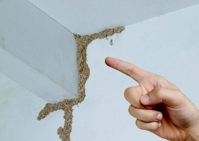 紧急提醒：瞬间爆发！上海市民崩溃：密密麻麻<strong></p>
<p>usdt通道</strong>，蠕蠕爬行...“梧桐区”已开始战斗，白蚁或提前分飞