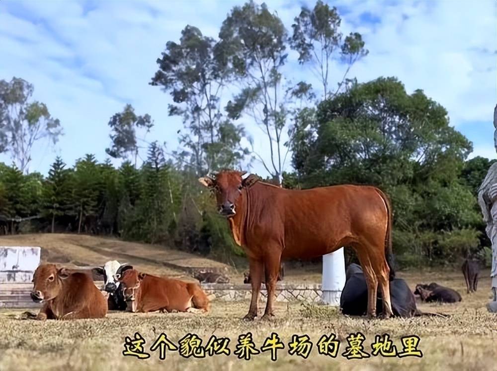 全国重点文保单位施琅墓被曝成“放牛场”<strong></p>
<p>USDT手机钱包</strong>？福建惠安官方回应