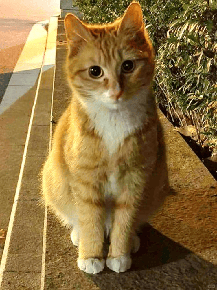 南京大学校庆日“校猫”被钢珠打碎头骨？校保卫处：看了一夜监控<strong></p>
<p>usdt增发</strong>，暂未锁定嫌疑人