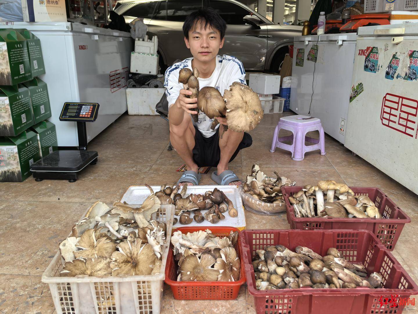 “天价”鸡枞调查：最贵卖到1800元/公斤！雨水少致产量低<strong></p>
<p>usdt支付通道</strong>，多地价高客少