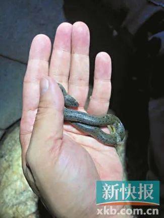 广州已进入蛇伤高发季节，保命锦囊→