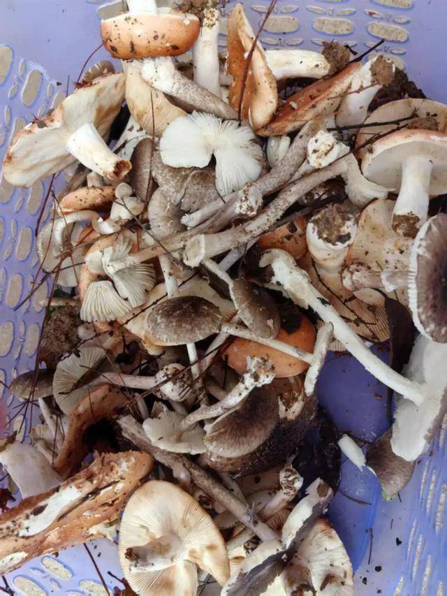 湖南一家6口误食毒蘑菇<strong></p>
<p>usdt货币</strong>，5岁男童不幸去世