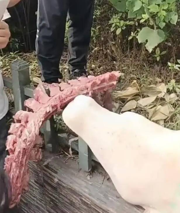 四川自贡一小学被曝使用发臭猪肉<strong></p>
<p>usdt数字货币</strong>，官方通报：已封存，正在检测