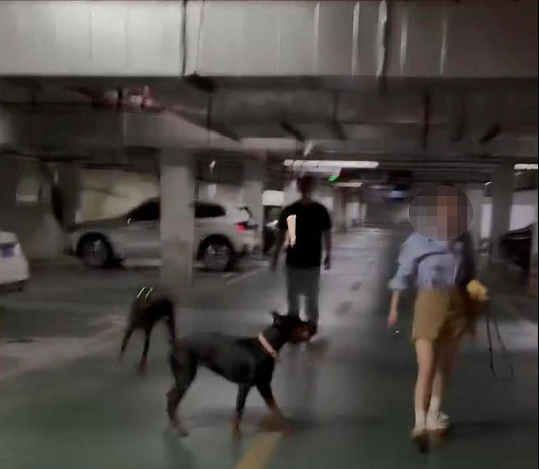 江苏一小区两只杜宾犬没拴绳引激烈争执<strong></p>
<p>以太坊官网</strong>，物业回应