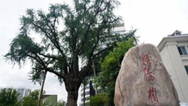 装上“淋浴”每天“冲凉”<strong></p>
<p>以太坊区块中文浏览器</strong>，540余岁“汉阳树”被悉心照料