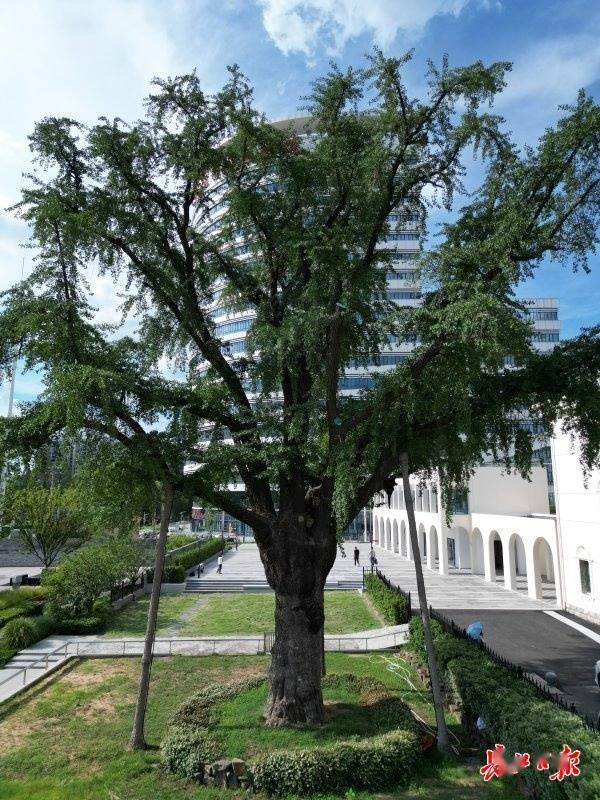 装上“淋浴”每天“冲凉”<strong></p>
<p>以太坊区块中文浏览器</strong>，540余岁“汉阳树”被悉心照料