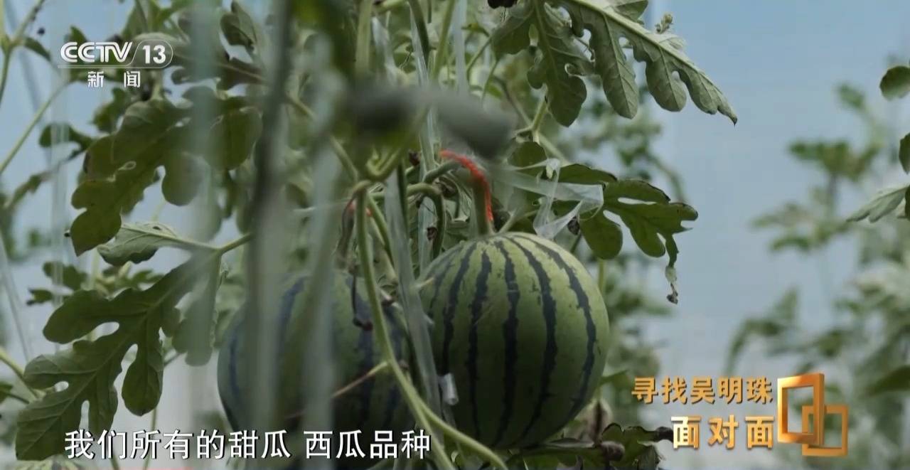 面对面丨中国人的吃瓜自由要感谢她<strong></p>
<p>以太坊交易</strong>！吴明珠说她的一生就是结几个好瓜献给人民