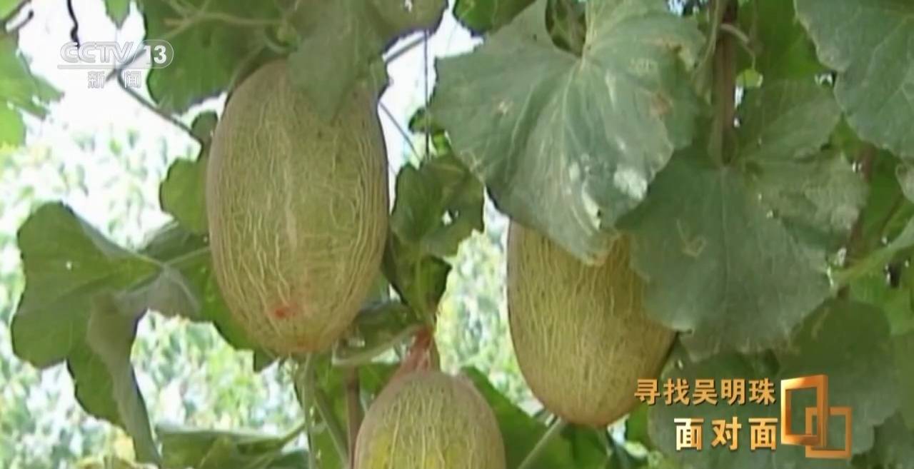 面对面丨中国人的吃瓜自由要感谢她<strong></p>
<p>以太坊交易</strong>！吴明珠说她的一生就是结几个好瓜献给人民