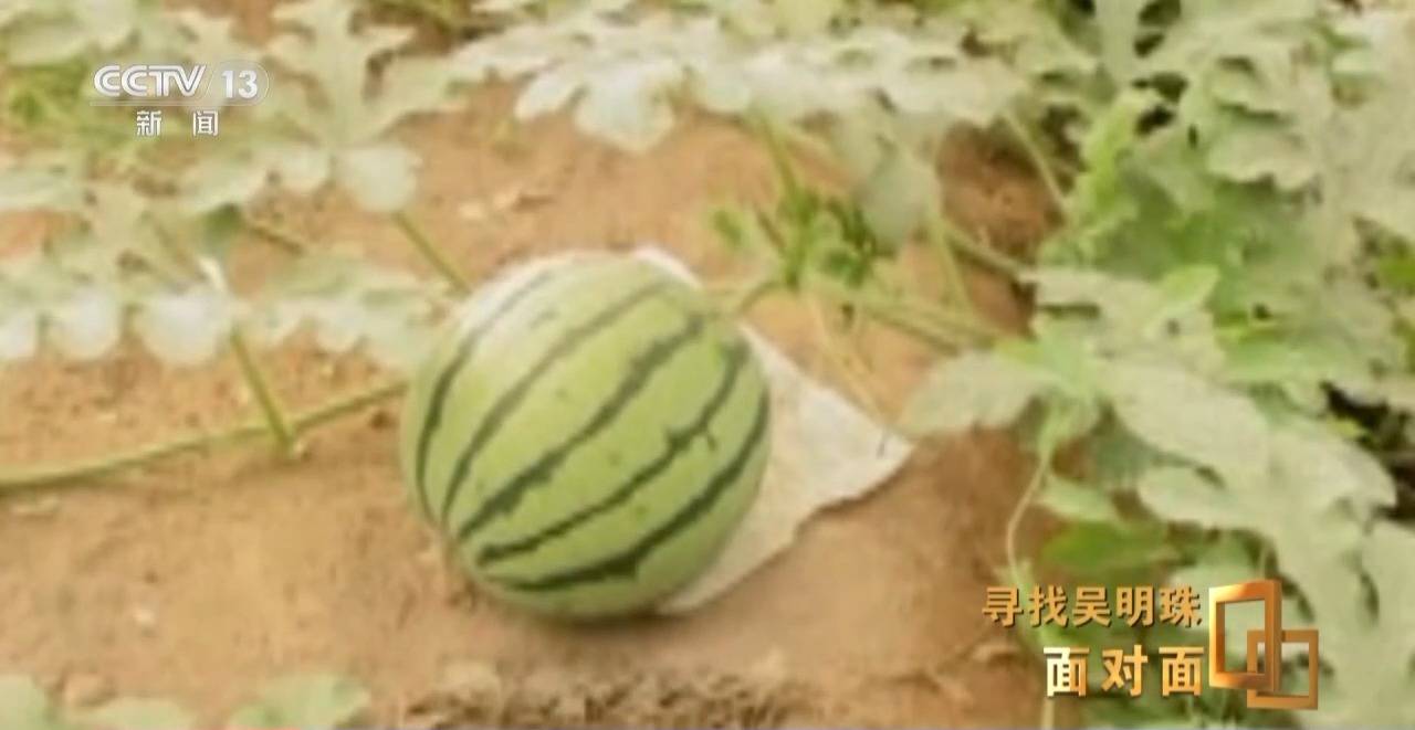 面对面丨中国人的吃瓜自由要感谢她<strong></p>
<p>以太坊交易</strong>！吴明珠说她的一生就是结几个好瓜献给人民