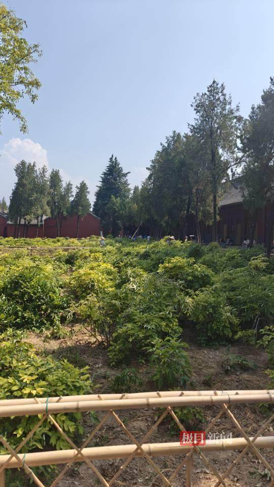 印乐方丈管理下的白马寺：僧人顶着高温种地<strong></p>
<p>以太坊交易</strong>，义工称寺里秉承农禅并重
