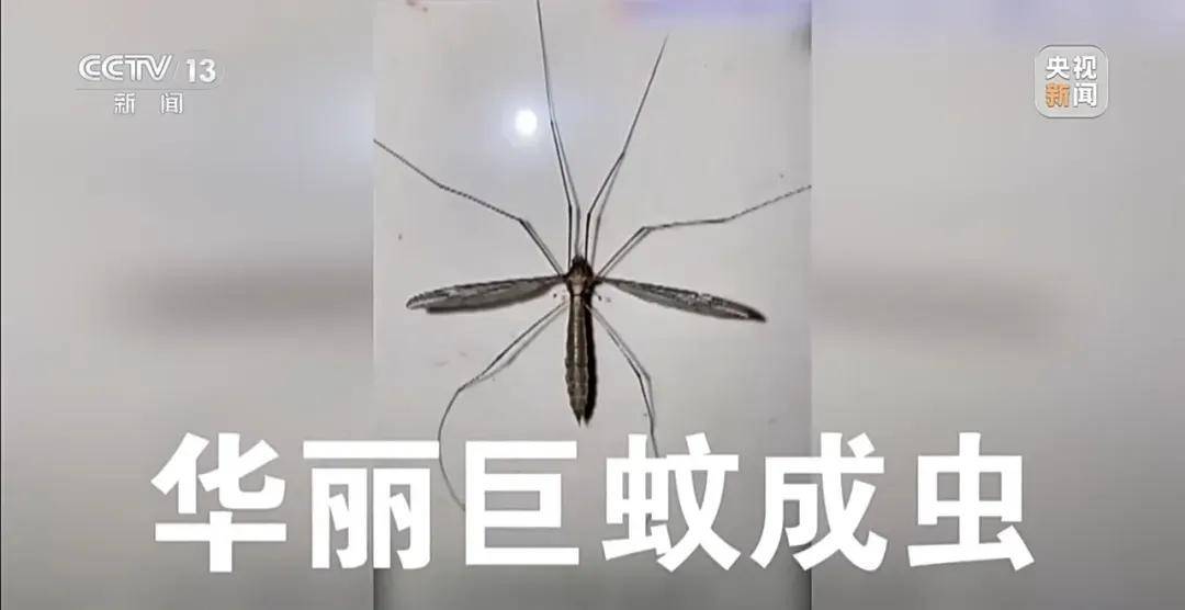 全民灭蚊总动员<strong></p>
<p>以太坊挖矿</strong>，大广东给我们上了一课
