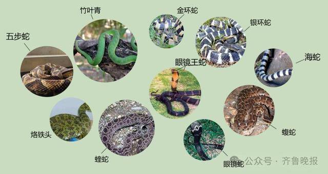 安徽宣城一男子走路玩手机<strong></p>
<p>区块链以太坊</strong>，一脚踩中打架的竹叶青和五步蛇，被俩毒蛇咬3口！医院：暂无生命危险，正在治疗
