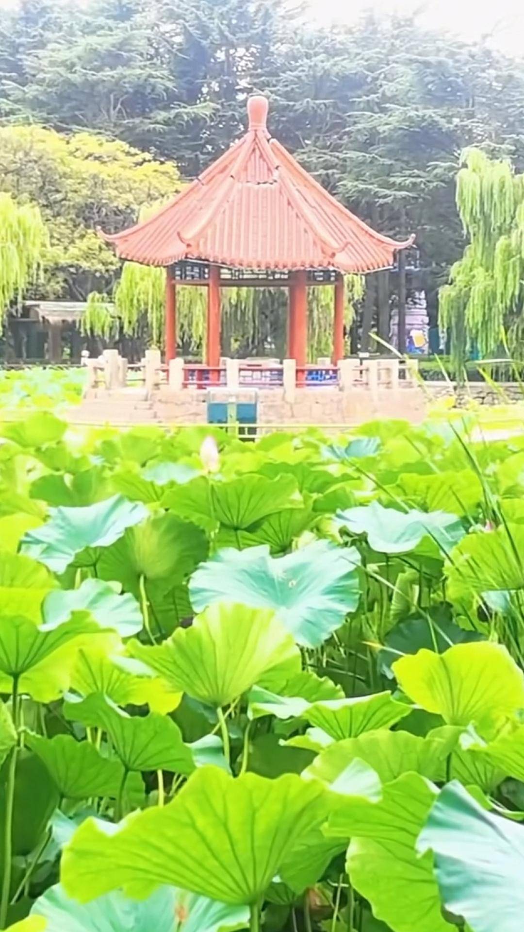 青岛中山公园一凉亭突然倒塌：一年前刚完成修缮<strong></p>
<p>以太坊智能合约</strong>，园方称无伤亡原因待查