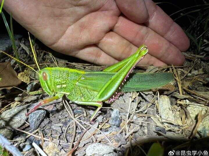 点虫成金！合肥发现最大蝗虫<strong></p>
<p>以太坊币行情</strong>，约成人手掌大小！专家称其肉质丰满可油炸食用