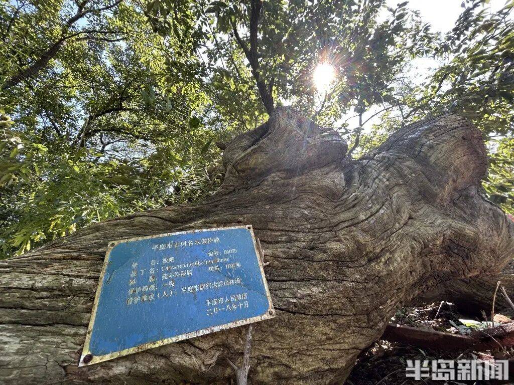 1014岁！青岛这棵“千年树王”<strong></p>
<p>以太坊行情</strong>，主干碳化严重，镂空处能站两人！每年仍可结果数十斤→
